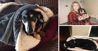 Tiny Dachshund Drags Her Bed Around So She Can Always Be Close To Her Humans