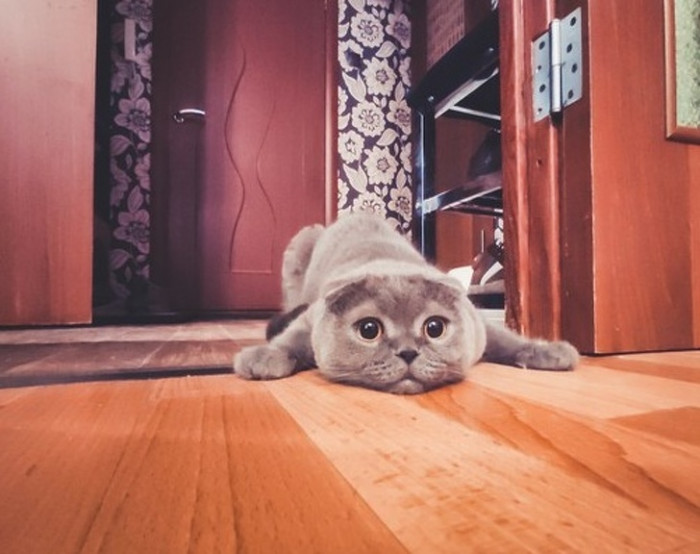 “We got him a new litter box with high sides because he likes to throw out all the litter. Now he’s upset.”