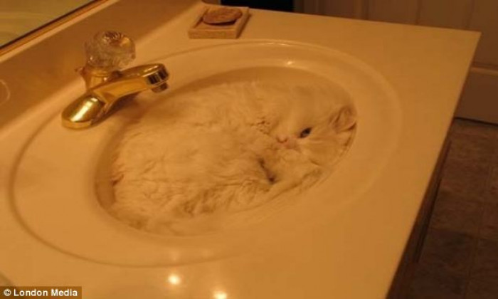 That lovely sinking feline, errr, feeling