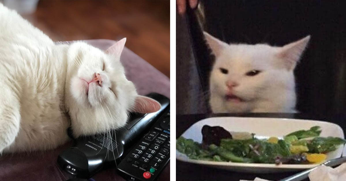 The Cat In The "Woman Yelling At A Cat" Meme Has The Most Amazing Instagram Page