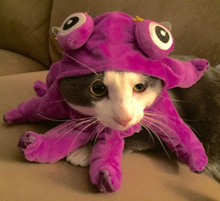 Cat in Donald Trump themed shark shredder costume, Halloween parody outfit