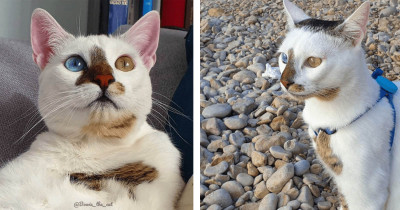 Genetic Deformity Causes Stunning Pair of Eyes on This Pretty Kitty