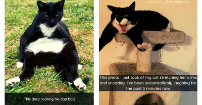 Tuxedo Cats Are Giving Us Plenty of Reasons to Celebrate Their Adorableness