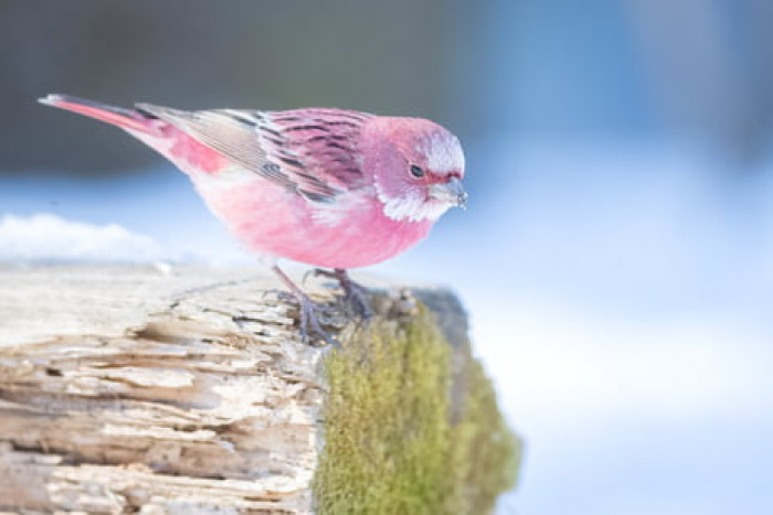 Finches are not known to be interested in migration, and the Pink-Browed Rosefinch prefers homes in boreal forests, subtropical and tropical high-altitude shrubland. 