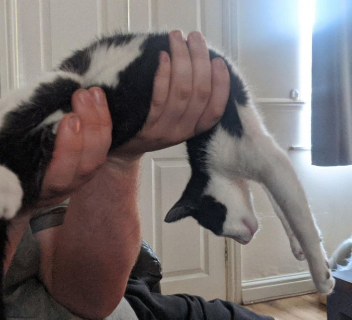 1. Nothing can stop this cat from sleeping, even if his human picks him up.