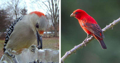 Reconciling With Nature And Bird Watching Can Be Therapeutic To Humans