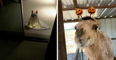 50 Photos Of Pets With Awesome Halloween Costumes