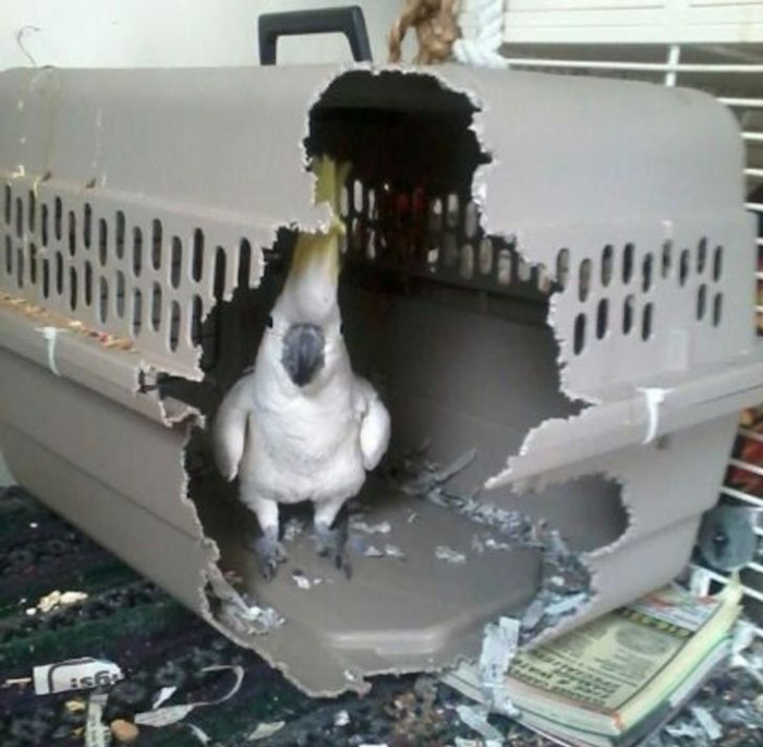 5. Hi, owner, I think something's wrong with my cage