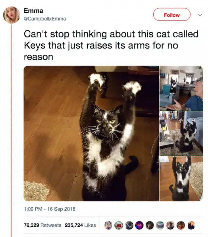3. Here is a mysterious cat who simply does whatever he feels like doing.