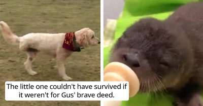 Three-Legged Dog Diagnosed With Cancer Braves The Cold River Water To Save A Baby Otter