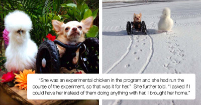 Rescued Silkie Chicken and Two-Legged Dog Form a Special Bond of Friendship