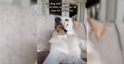 TikToks Prove That Dogs Are Weird But In The Best Ways Possible