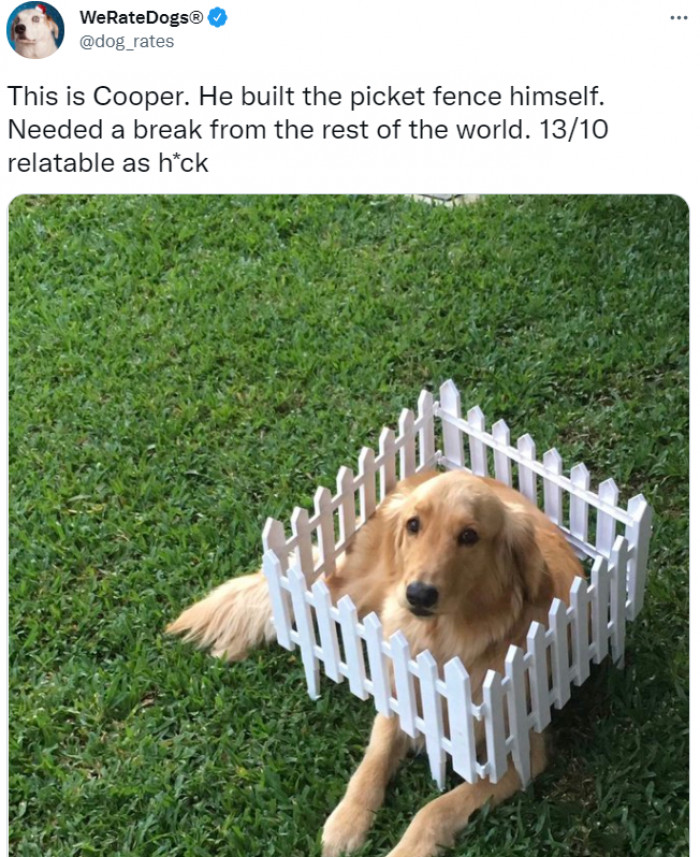 15. This golden retriever is living his suburban dream!