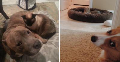 These 26 Dogs Just Want to Have a Peaceful, Comfy Sleep, but the Sneaky Cats Stole Their Cosy Beds from Them
