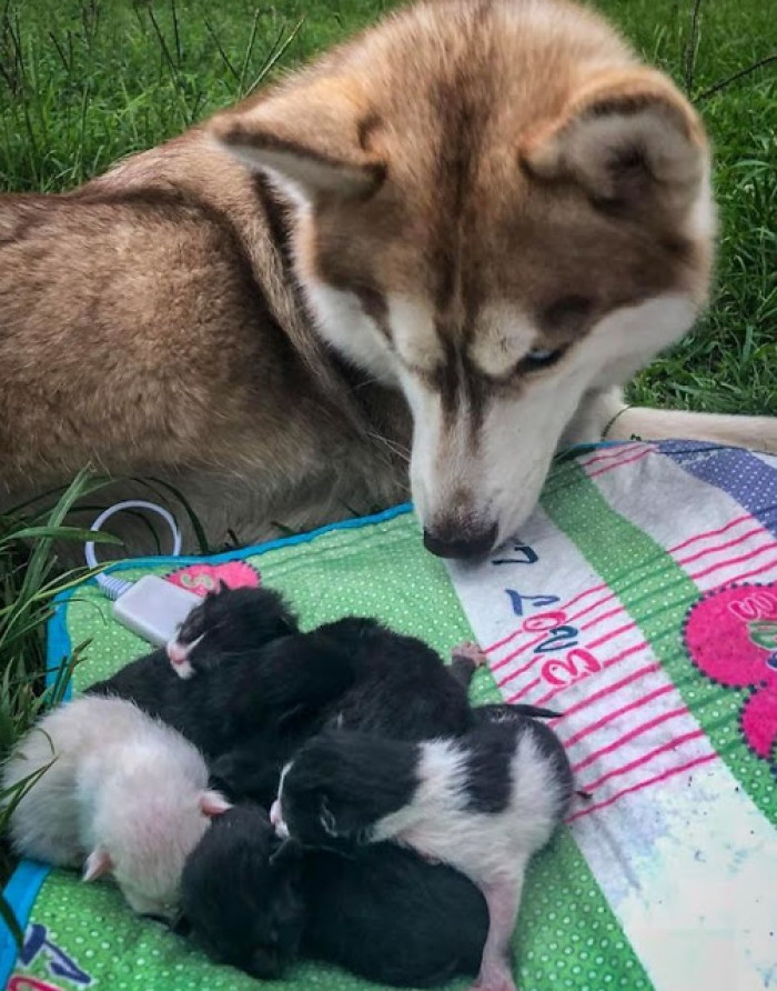 And these kittens will be well taken care of