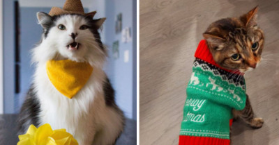 21 Adorable Cats Wearing Cute Clothing