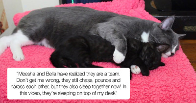 Loving Cat Hugs and Kisses: Adorable Kitten While He Sleeps in This Heartwarming Video