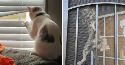 30 Photos Of Nosy Pets Who Love To Pry On Their Neighbors