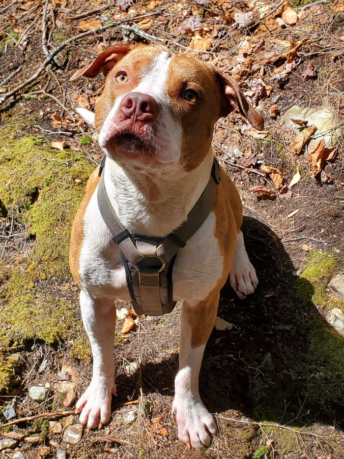 “We didn't see him get stung, but Charlie did,” Candia said. Charlie had been keeping a close eye on his buddy from the lounge room window.