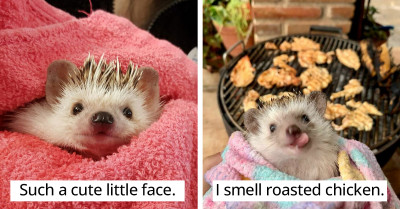 50 Pictures Of The Daily Lives Of Hedgehogs Kept As Pets By People Have Been Shared Online And They Are Cute To Watch