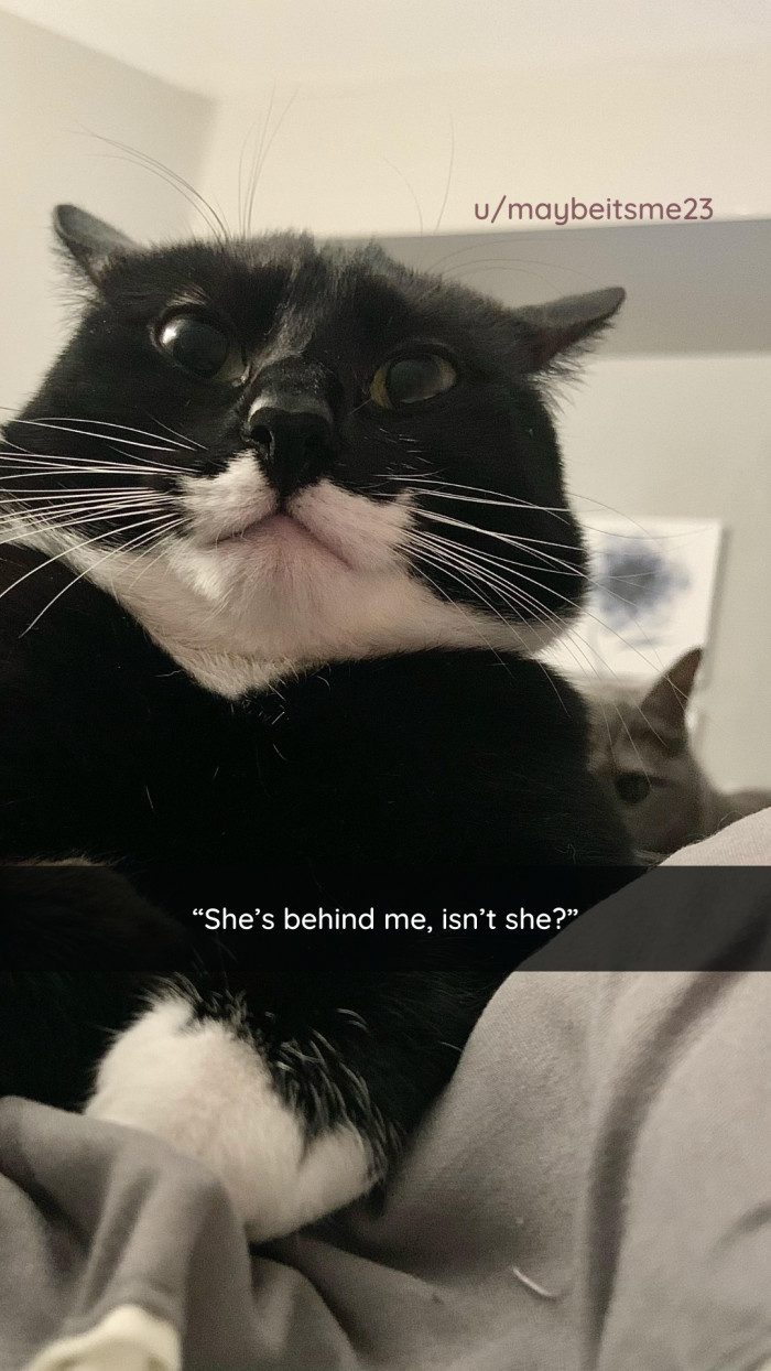 48. This image has some multi-faceted sources of amusement.