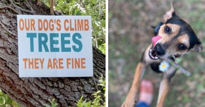 Woman Notices Sign On Tree And Is Shocked When She Sees Someone Standing Next To It