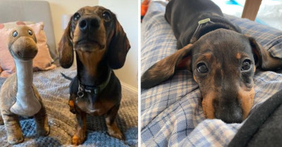 35 Puppy Dog Eyes That Will Make Your Heart Melt