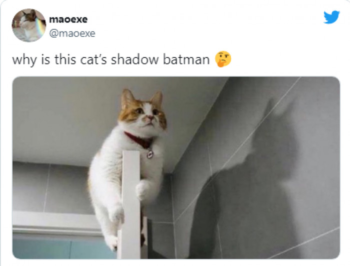 6. Meet the cat who is secretly looking after the city of Gotham.