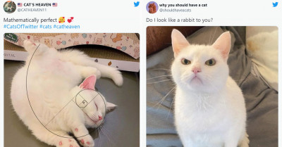 20+ Hilarious Tweets About Dogs And Cats That All Pet Owners Can Relate To