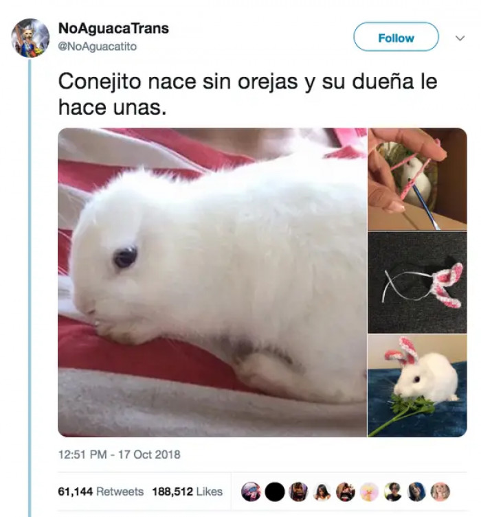 4. This bunny is lovable and stylish.