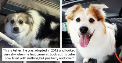 16 Wonderful Rescue Animals Transformations That Will Melt Your Heart