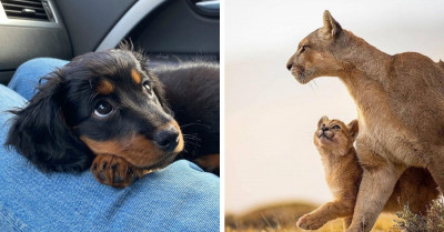 21 Pictures Of Animals That Are So Cute You Won't Be Able To Stop Your Heart From Melting