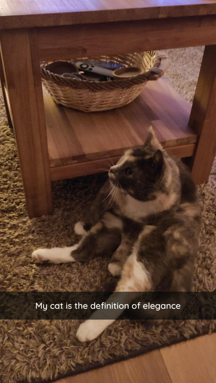 9. Graceful, elegant catto.