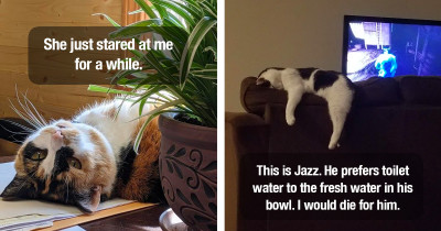Cozy Cats Are Photographed Getting Comfortable On Their Own Terms