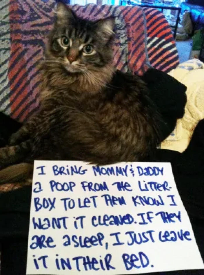 4. I bring Mommy and Daddy a poop from the litter box to let them know I want it cleaned.