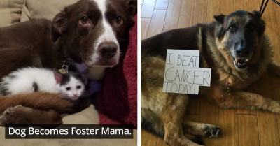 50 Photos Of Animals That Are Sure To Cheer You Up If You Are Having A Bad Day