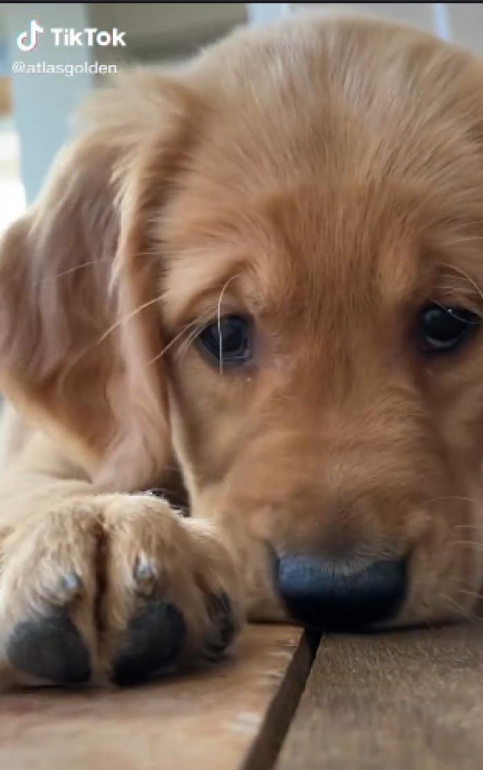 After Atlas approached her and sat patiently in front of her, he decided to take matters into his own paws and boop his nose into