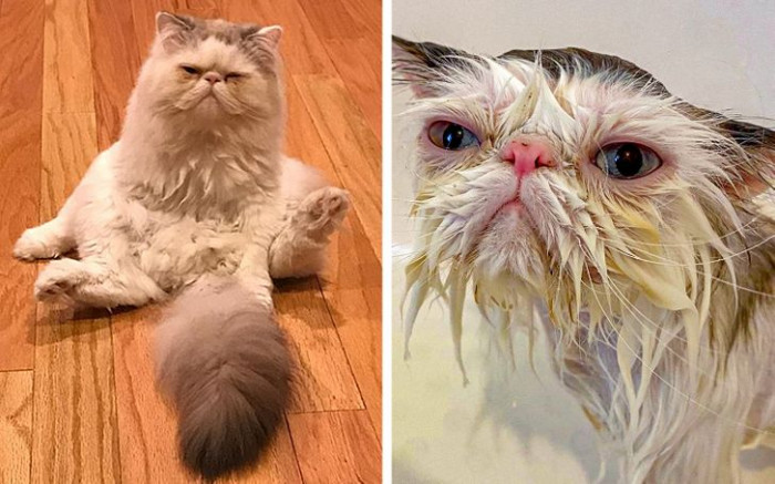 10. This cat never seems to be happy