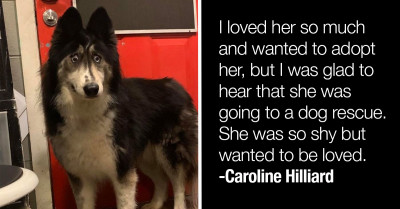Internet Helps Cross-Eyed Husky Find A New Home After Being Abandoned By A Breeder