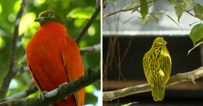 Mostly Described as the Pinnacle of Avian Beauty, a Dove Covered in a Mesmerizing Attire of Burnished Gold and a Striking Yellow Sheen