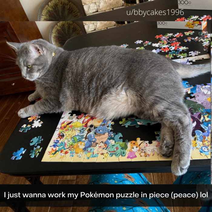 4. Pieces for Peace, but not around this Puss