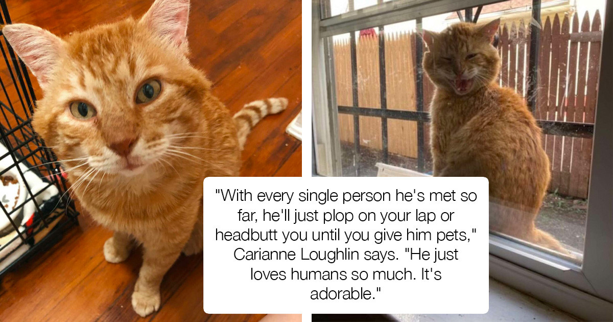Stray Cat Shows Up On A Window Asking For Help, And It’s Heartbreaking