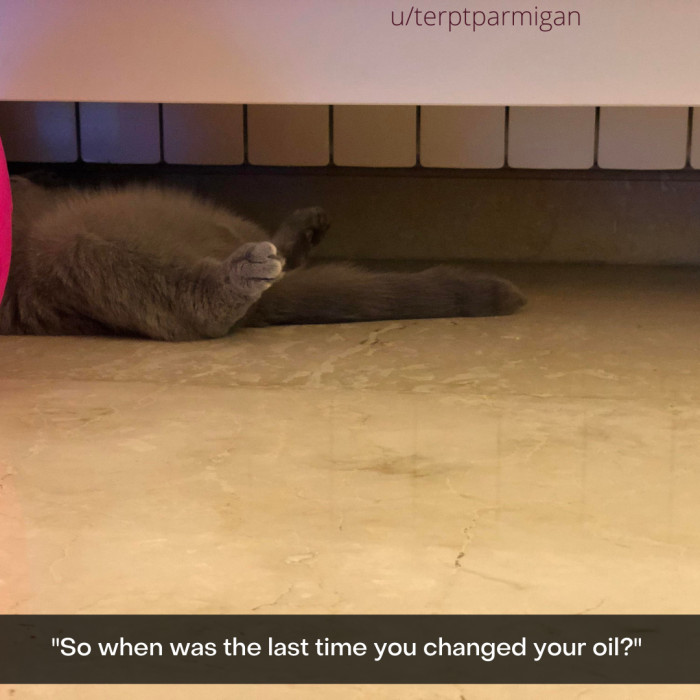 22. Mechanic Cat