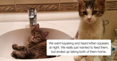 13 Beautiful Cat Adoption Stories That Will Make Your Day