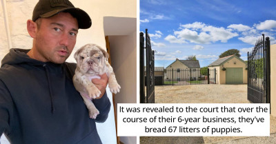 Rich Bulldog Breeders Prosecuted After Investigators Exposed Their Illegal Puppy Farm