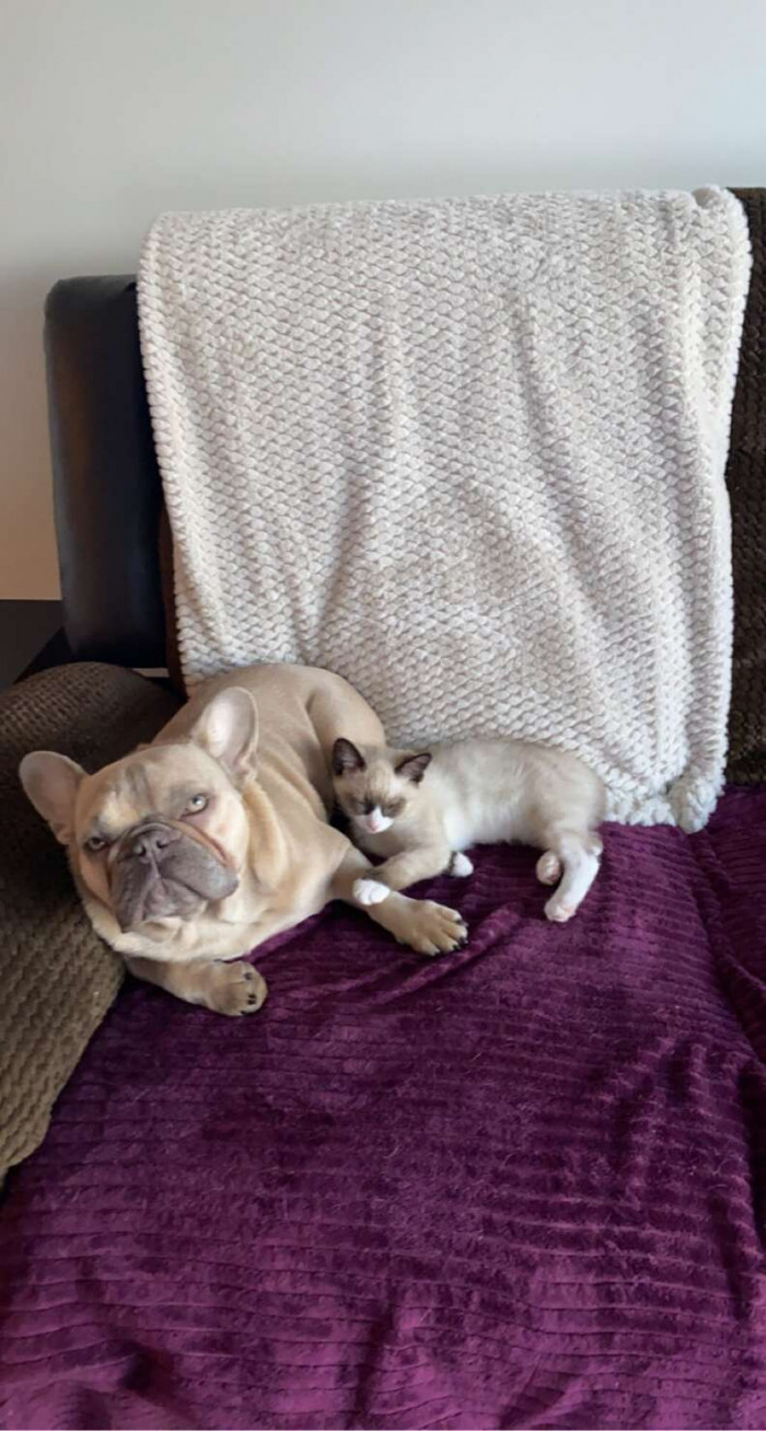 Meet Otis the dog and his younger sibling, Blue the cat