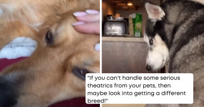 15 Huskies That Act Like Drama Queens Just To Get Attention