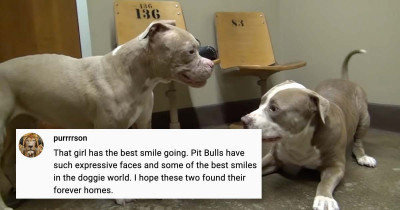 A Wonderful Pit Bull Dance Happens Between Two Abused Pit Bulls When They Meet for the First Time