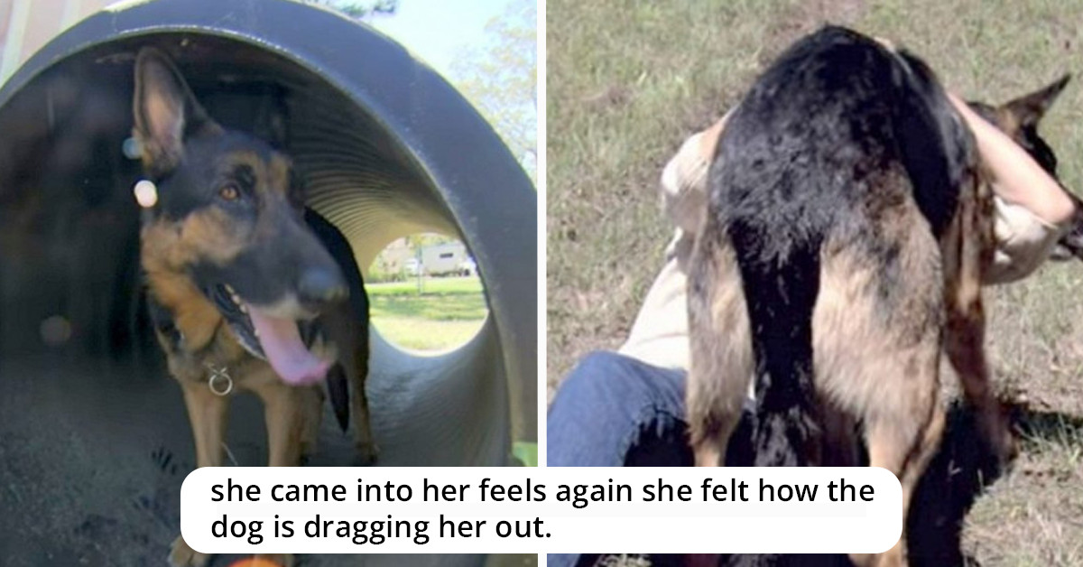 Stray Hero Dog Drags Woman Over 100 Feet to Safety