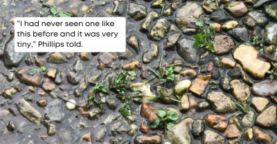 No One Could Find This Perfectly, Naturally Camouflaged Frog Among The Rocks